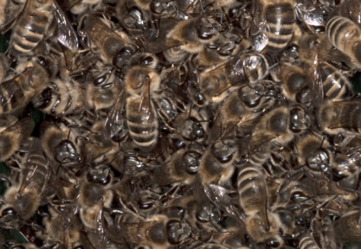 6009 Bijen gefriemel