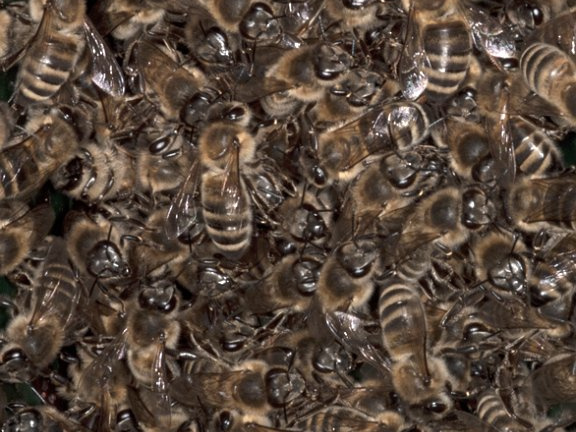 6009 Bijen gefriemel