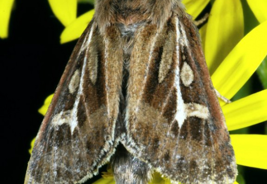 1805 Vlinder
