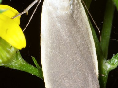 1849 Vlinder