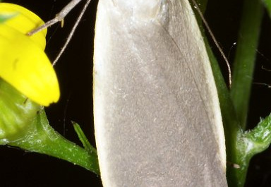 1849 Vlinder