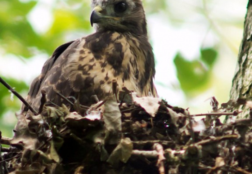 1011 jonge buizerd