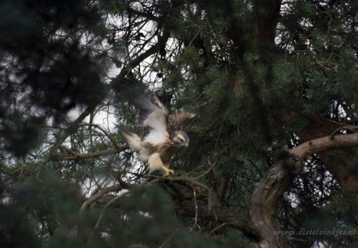 2291 buizerd jong