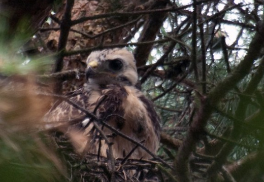 2397 buizerd jong