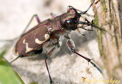 0539 bastaard zandloper