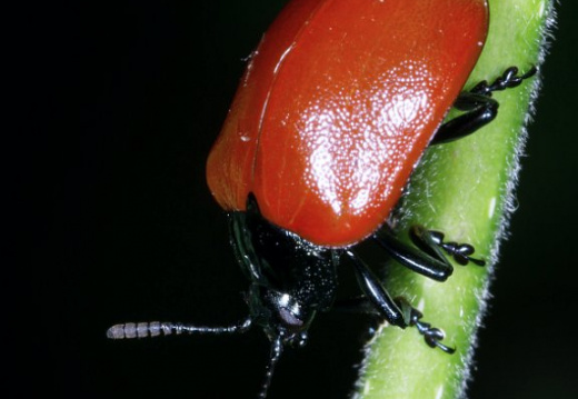 1824 Chrysomela populi