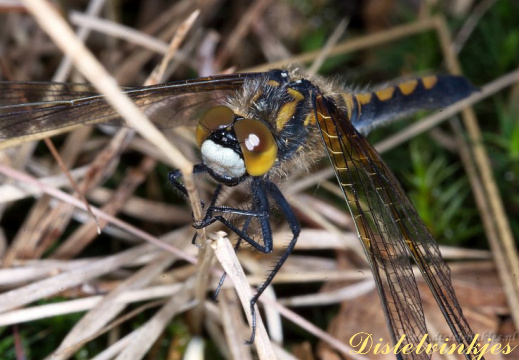 2967 Noordse witsnuitlibel