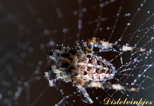 3661 spin in waterdruppels