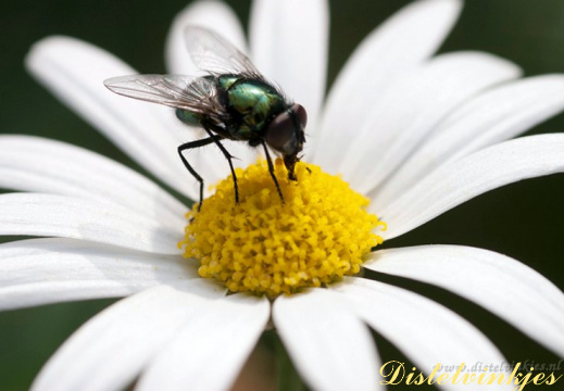 3678 groene vleesvlieg