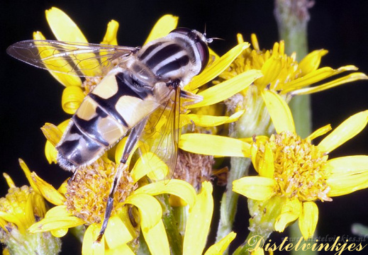 6107helophilus trivittatus