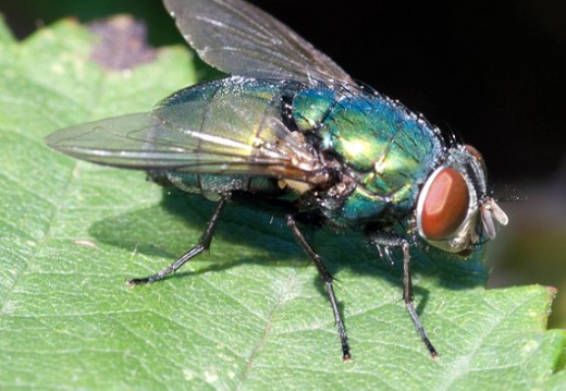 Insecten
