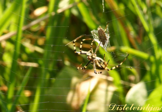 202100904 wespspin met wants