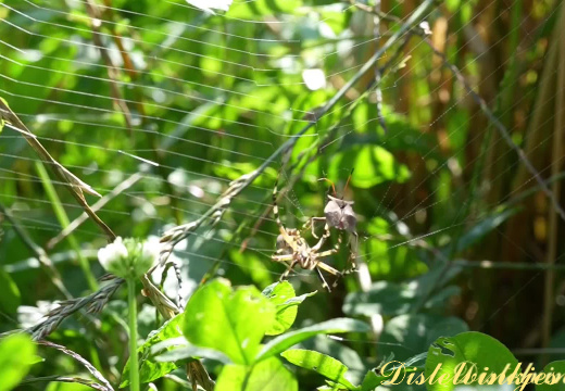 20240825-Wespspin-met-wants