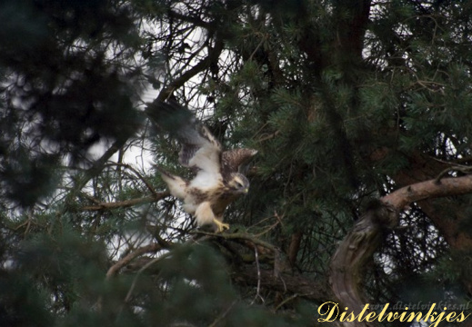 20090708 2291 Buizerd jong