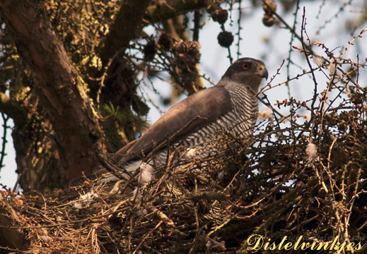 20110510 7866 Havik