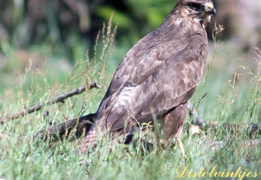 20110601 8541 Buizerd