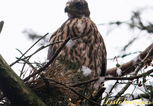 20110626 9073 Havik