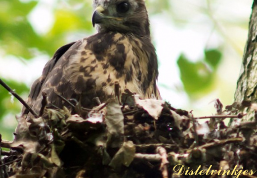 20120619 1011 Buizerd jong