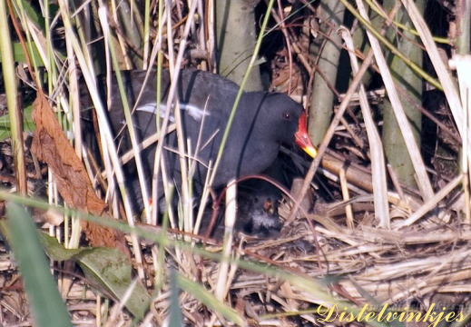 20090718 2563 Waterhoen