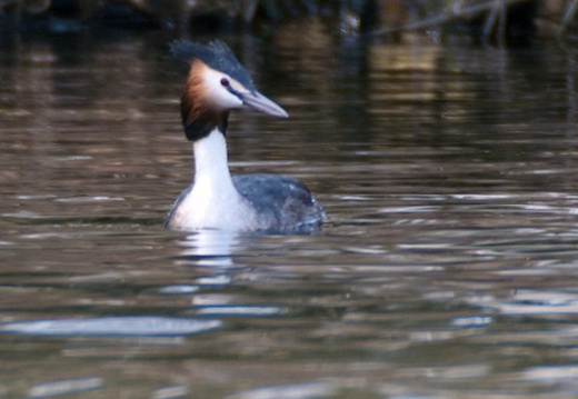 Vogels