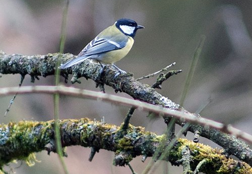 20110313 7404 Koolmees