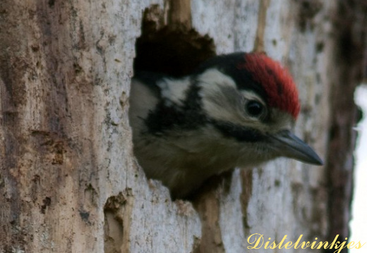 20110529 8159 Grote bonte specht jong