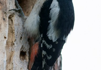 20110529 8170 Grote bonte specht vrouwtje