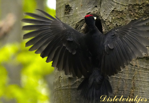 20250425 8013 Zwarte-specht